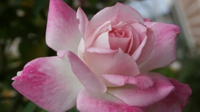 初冬のピンクの薔薇♪＆嬉しい頂き物と素敵なご縁と楽天スーパーセールで買ったもの