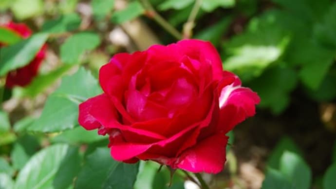 庭の花 たくさん咲いてきました