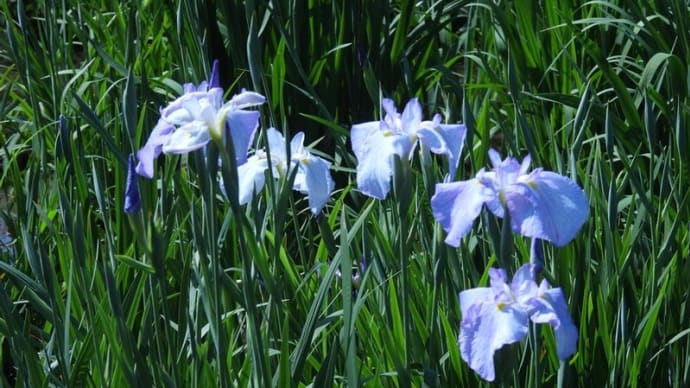 堀切菖蒲園 菖蒲まつり
