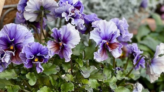花びらが萎れても美しいビオラ*ヌーヴェルヴァーグアクアレール*