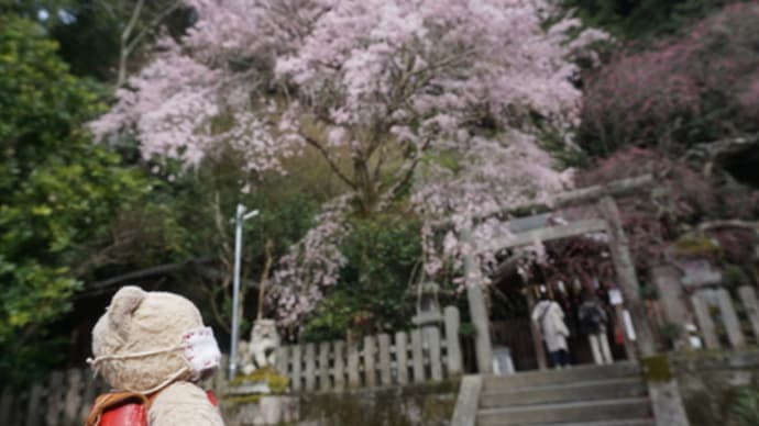 ミモロの桜リポート。山を彩る桜の大木。哲学の道の途中に寄りたい「大豊神社」