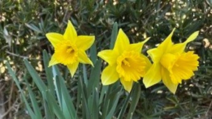 3月になりました。