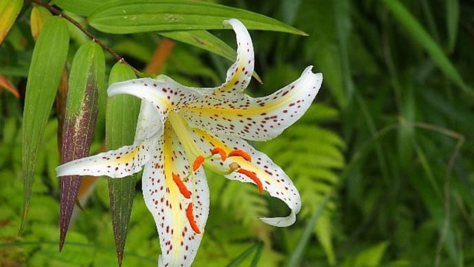 梅雨の止み間に野の花散歩