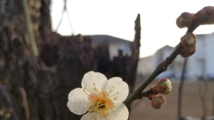 梅の花が開花