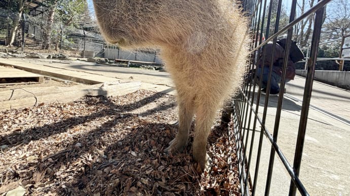 カピバラさんは 齧歯目