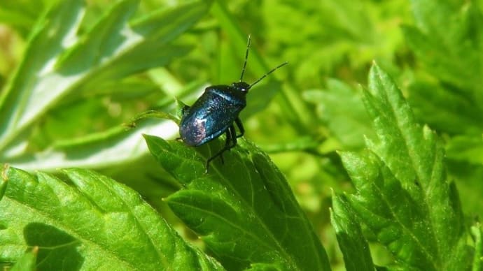 ルリクチブトカメムシ ~お久しぶりの瑠璃色!~