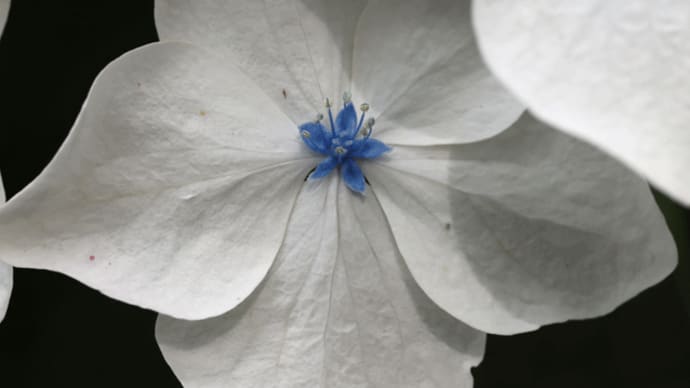 芯の花