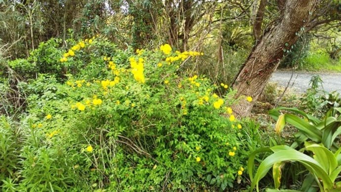 花紀行~八重咲きヤマブキ