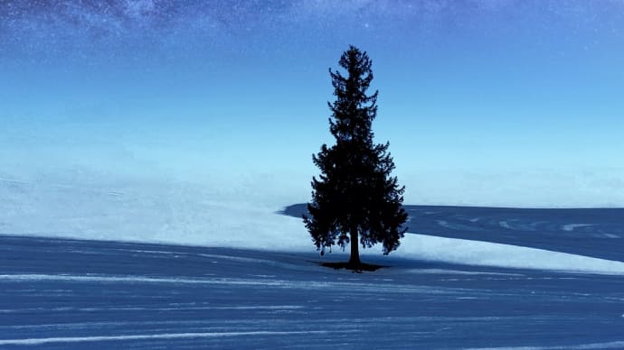 色んな風景~クリスマスツリーの木~