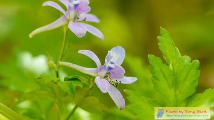 足元も春の花がいっぱい