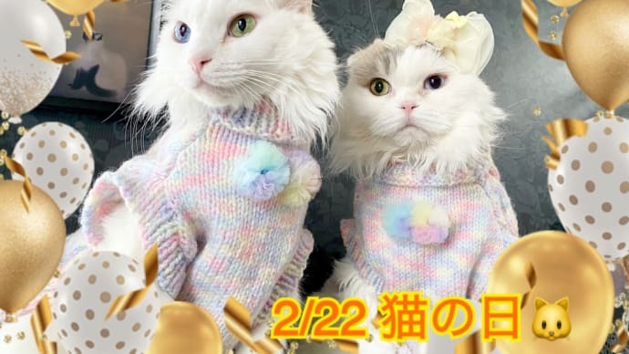 2024/2/22 猫の日です🤍