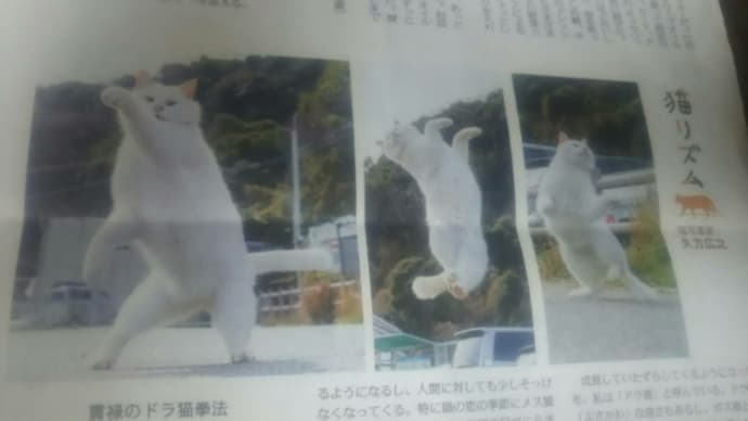 じゃんぷ猫ちゃんにジュリー猫を重ねて