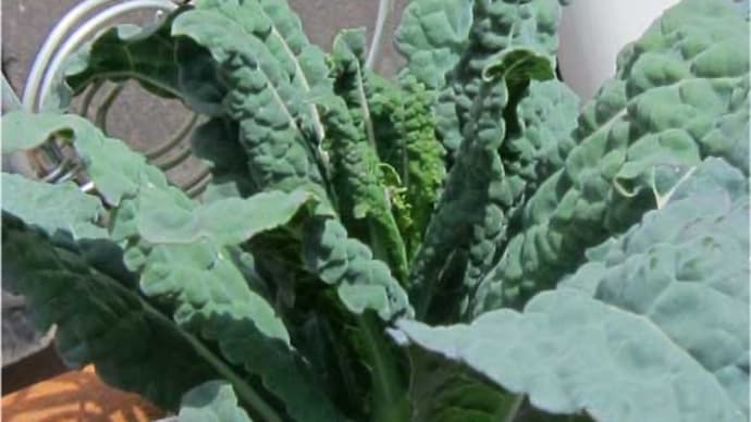 野菜いろいろ