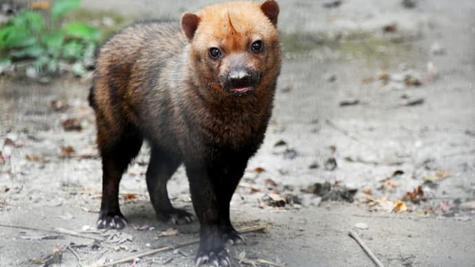 ヤブイヌさん、ホワイトタイガーさん、オランウータンさん、インドゾウさん