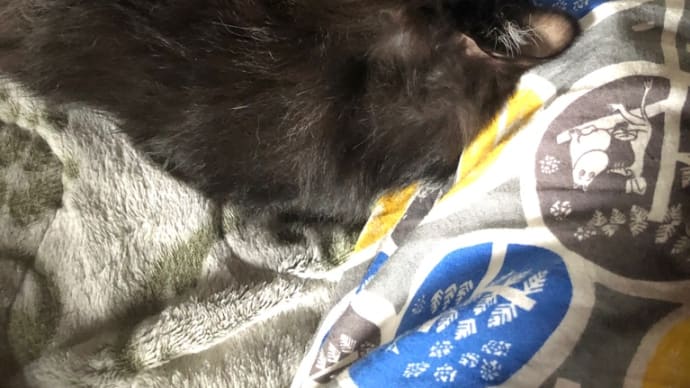 猫もみんなそれぞれ