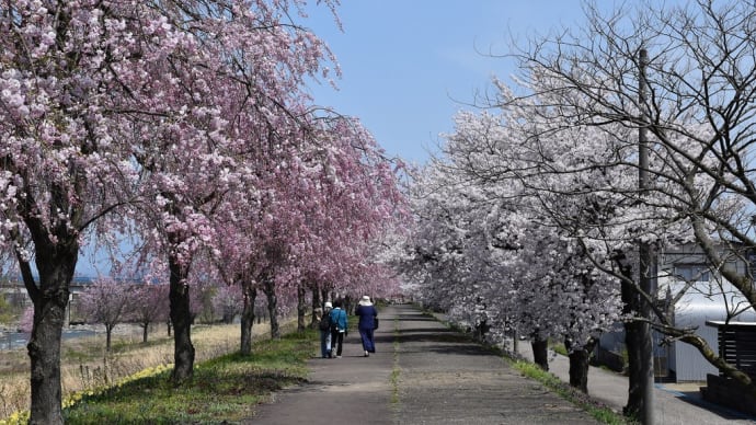 ソメイヨシノ狩り 新潟県妙高市 矢代川堤防沿い(2)ベニシダレザクラとソメイヨシノの桜並木