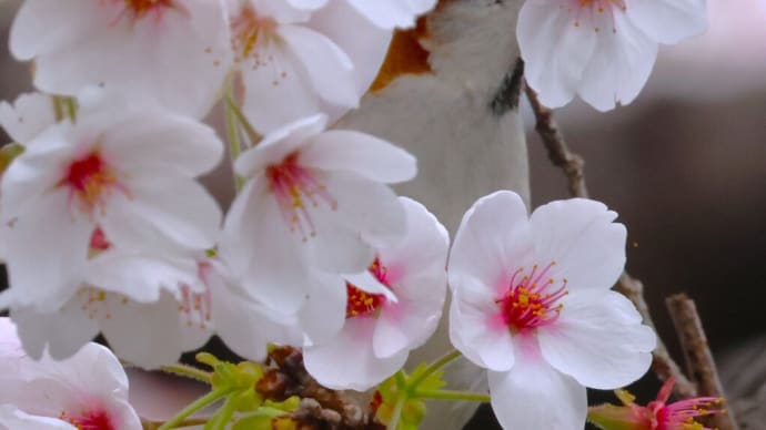 ニュウナイスズメの花ラッパに再トライ ・・・ 4月11日 佐保川で