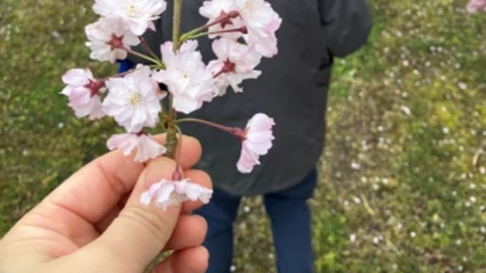 良いのか?? 菌ちゃん農法