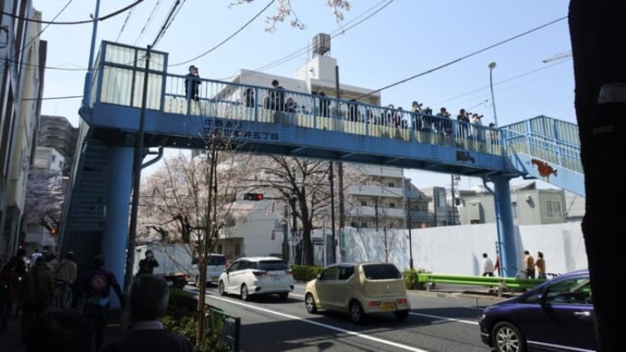 29-Mar-21　さくら、桜、いつまで見られるかねえ