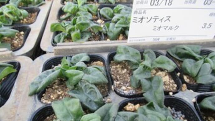3月出荷予定・・・なんですよ!!