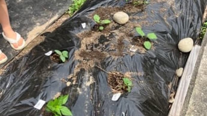 種蒔き 苗植え