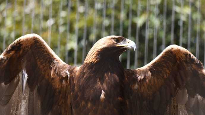 ◆千葉市動物公園で鳥撮り(2)