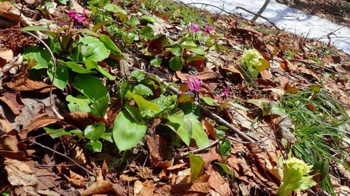 カタクリの森・・・梵珠山・ぼんじゅさん・・・