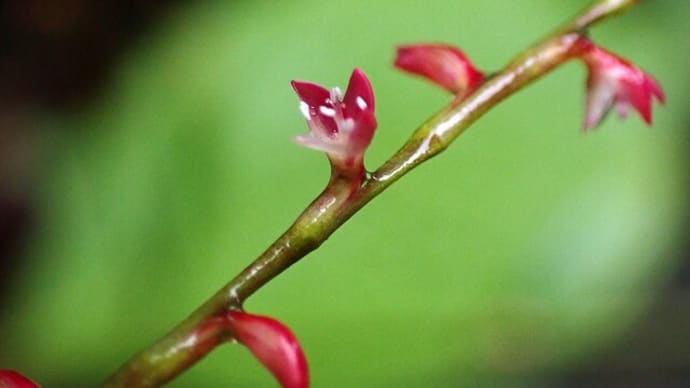 水引の花
