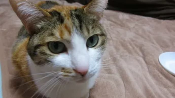 きょうのみけちゃん