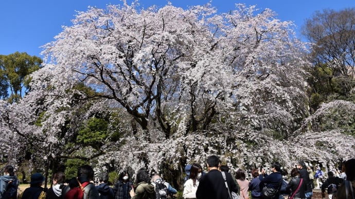 枝垂桜狩り 東京都文京区本駒込 六義園(2)青い空と一緒に枝垂桜満開