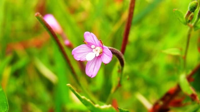 アカバナ Epilobium pyrricholophum という名の