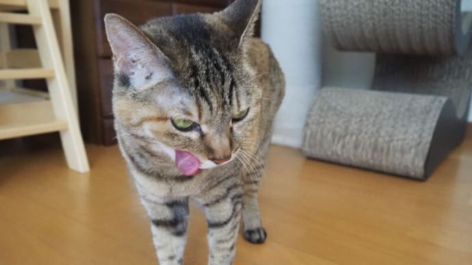 猫のシタドリ