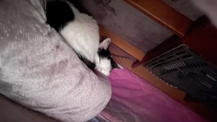 248.上の猫は仲良し?
