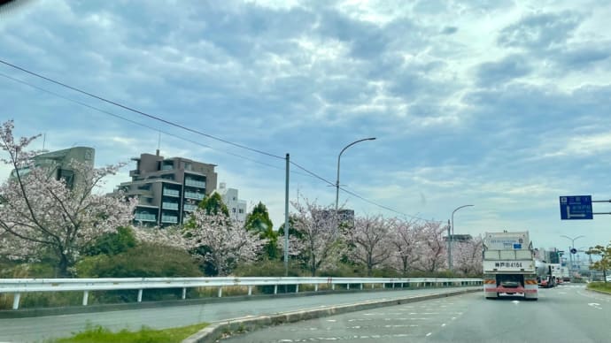 エーデルワイスと桜ドライブ