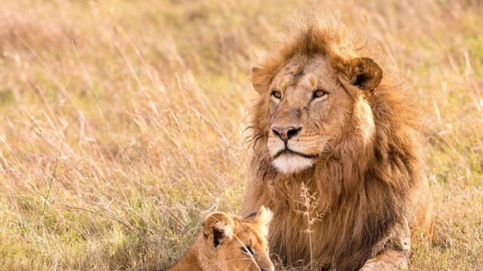 ライオンは百獣の王か