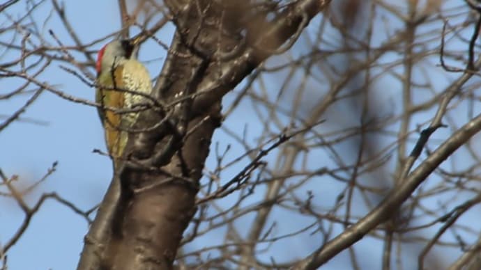 群馬フラワーパークの野鳥2023