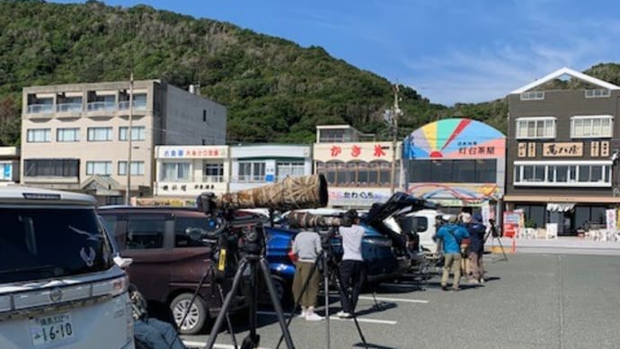 鷹の渡りとキンモクセイ。