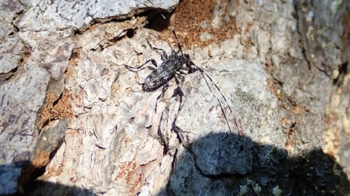カラフトモモブトカミキリ
