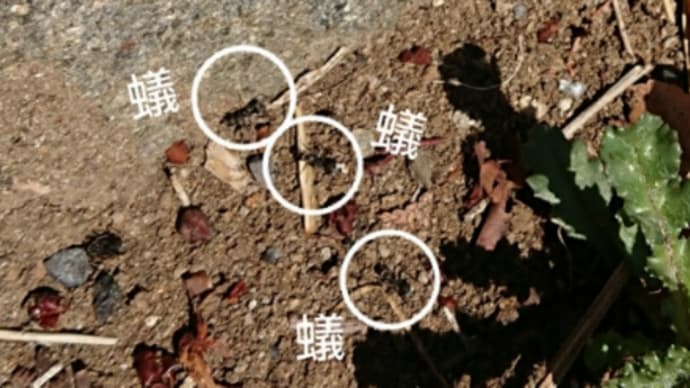 もぉ蟻?!