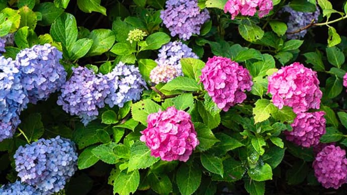 ウォーキングで見かけた紫陽花