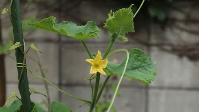 家庭菜園は難しいなぁ～