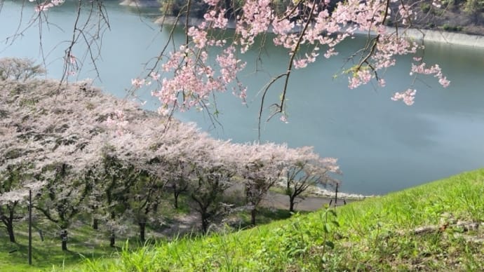 春の城山湖