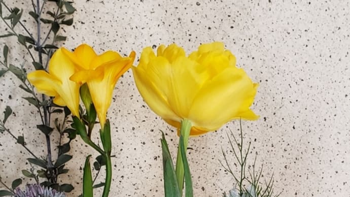 今週(2/1~)の🌼ハナノヒ🌼