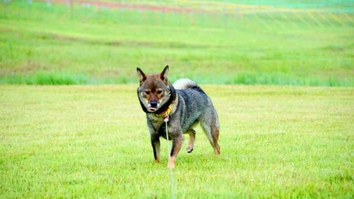 愛犬と初めての旅行 13 高原の朝