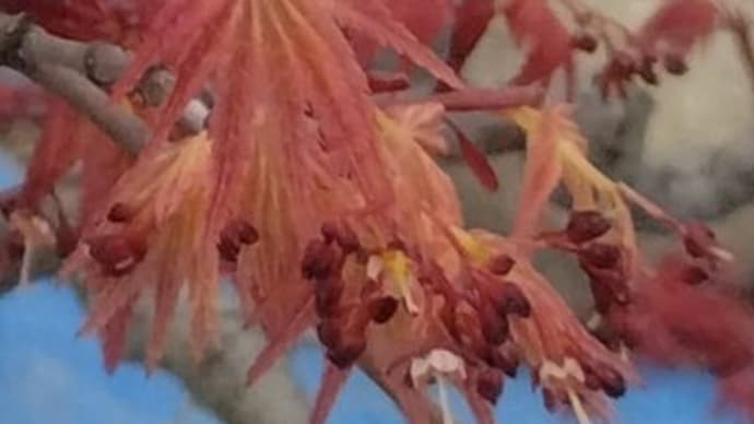 家の周りのモミジと桜と錦木と沙羅の若葉。