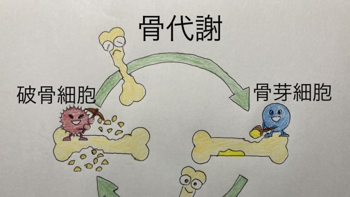 ホルモンバランスの乱れと骨粗鬆症①