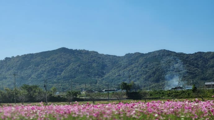 しが割り、大安の天赦日と抽選、今日の秋桜、昨日のスシロー