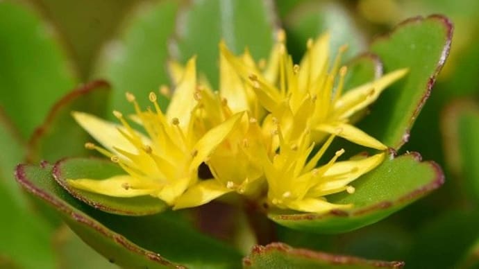 鉢植えの高山植物(1)「光岳キリンソウ」