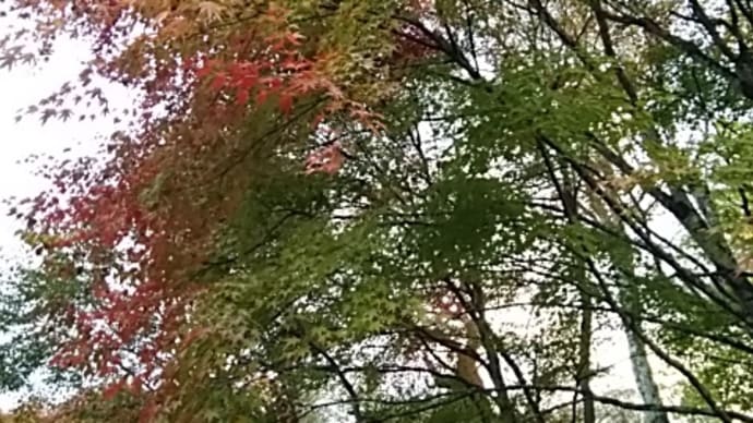 霧降の山裾散策4