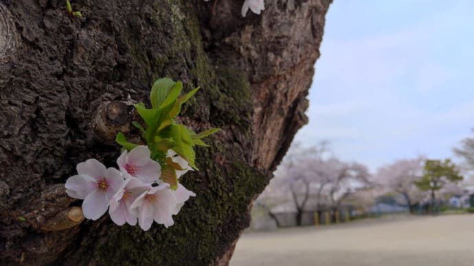 04月08日 小学校は入学式でした。
